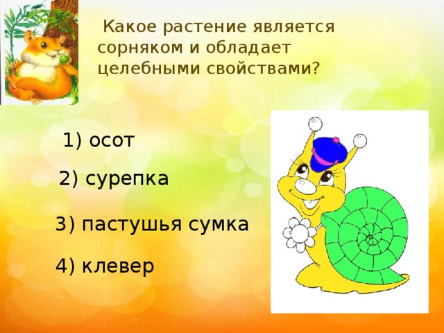 Какое растение является сорняком и обладает целебными свойствами? 1) осот 2) сурепка 3) пастушья сумка 4) клевер