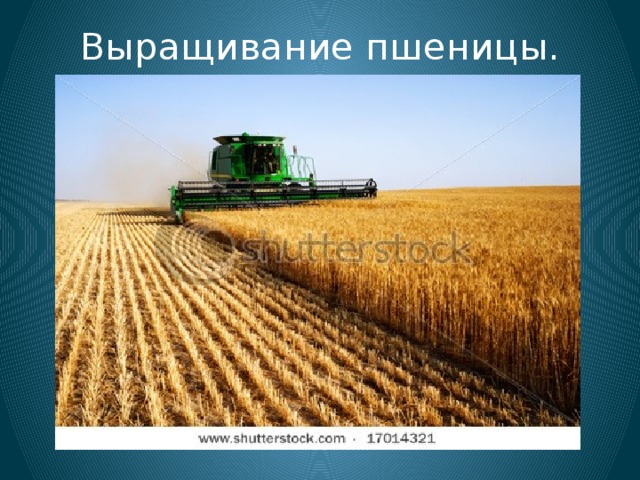 Выращивание пшеницы.