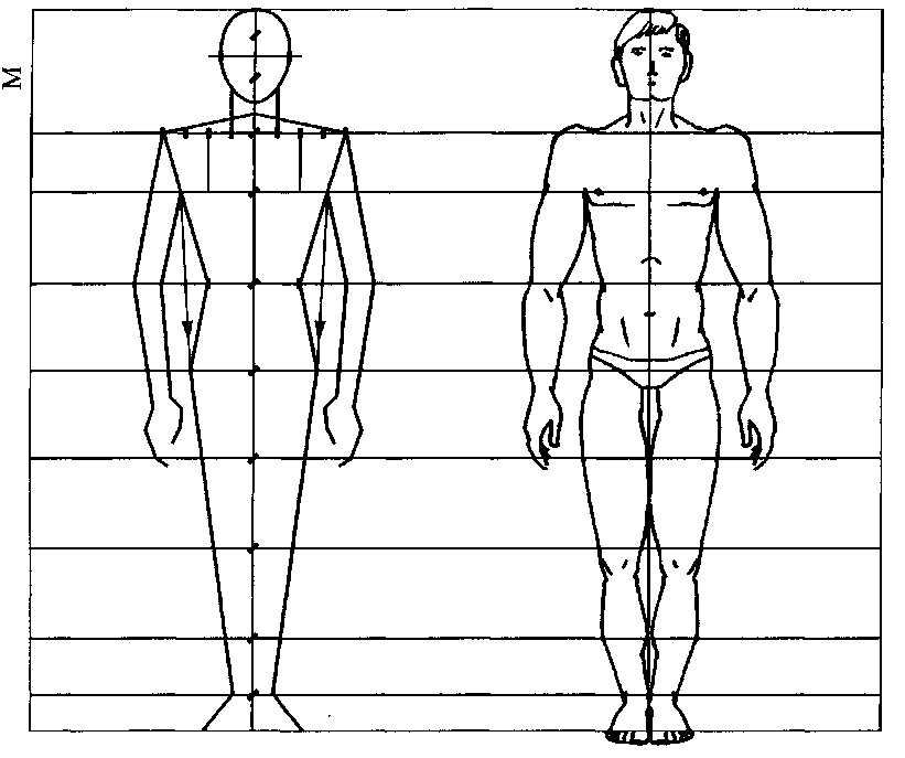 Рисунок изображение фигуры. Схема пропорций фигуры человека. Как нарисовать тело человека пропорции. Построение фигуры человека поэтапно пропорции. Пропорции фигуры человека в рисунке.