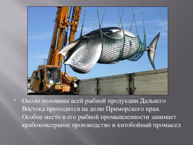 Около половины всей рыбной продукции Дальнего Востока приходится на долю Приморского края. Особое место в его рыбной промышленности занимает крабоконсервное производство и китобойный промысел