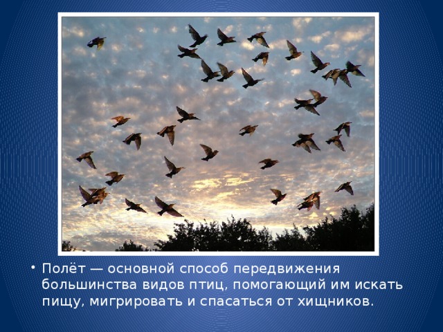 Полёт — основной способ передвижения большинства видов птиц, помогающий им искать пищу, мигрировать и спасаться от хищников.