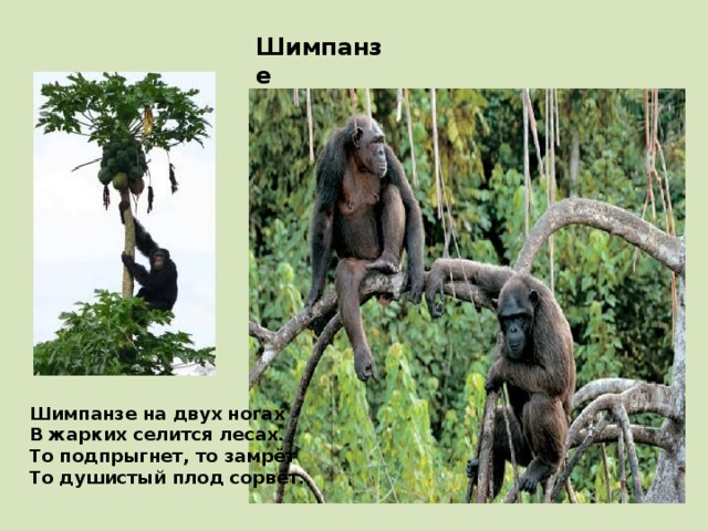 Шимпанзе Шимпанзе на двух ногах В жарких селится лесах. То подпрыгнет, то замрёт То душистый плод сорвёт.