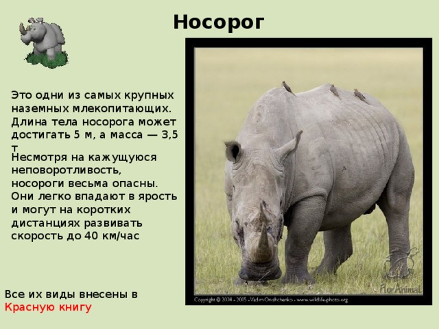 Носорог Это одни из самых крупных наземных млекопитающих. Длина тела носорога может достигать 5 м, а масса — 3,5 т Несмотря на кажущуюся неповоротливость, носороги весьма опасны. Они легко впадают в ярость и могут на коротких дистанциях развивать скорость до 40 км/час Все их виды внесены в Красную книгу