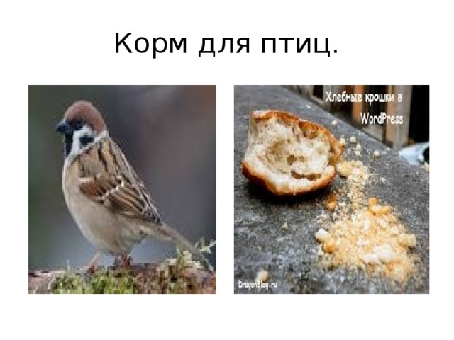 Корм для птиц.