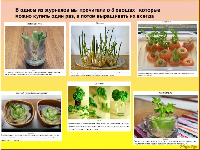 В одном из журналов мы прочитали о 8 овощах , которые можно купить один раз, а потом выращивать их всегда