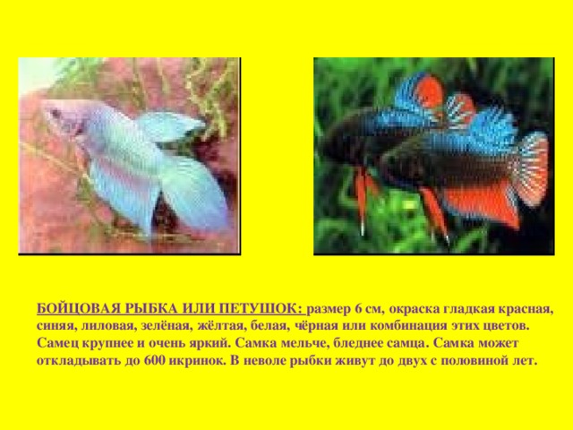 БОЙЦОВАЯ РЫБКА ИЛИ ПЕТУШОК: размер 6 см, окраска гладкая красная, синяя, лиловая, зелёная, жёлтая, белая, чёрная или комбинация этих цветов. Самец крупнее и очень яркий. Самка мельче, бледнее самца. Самка может откладывать до 600 икринок. В неволе рыбки живут до двух с половиной лет.