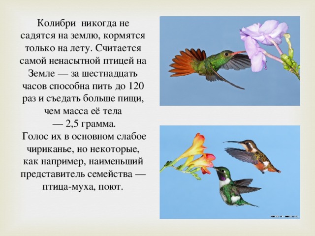 Колибри никогда не садятся на землю, кормятся только на лету. Считается самой ненасытной птицей на Земле — за шестнадцать часов способна пить до 120 раз и съедать больше пищи, чем масса её тела — 2,5 грамма.  Голос их в основном слабое чириканье, но некоторые, как например, наименьший представитель семейства — птица-муха, поют.