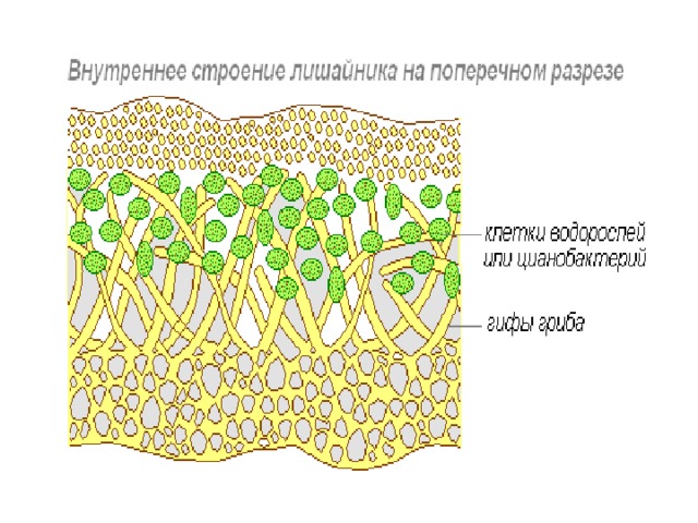 Строение лишайника Клетки водоросли  Гифы гриба