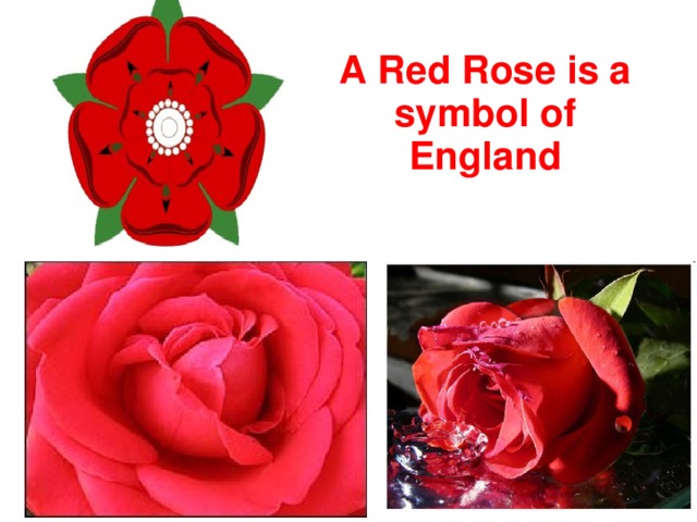 A Red Rose is a symbol of England