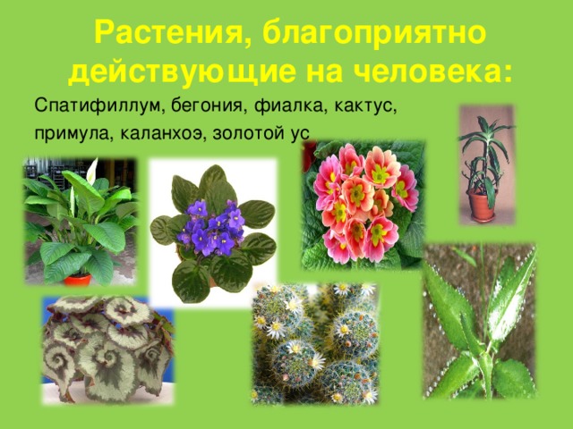 Растения, благоприятно действующие на человека: Спатифиллум, бегония, фиалка, кактус, примула, каланхоэ, золотой ус