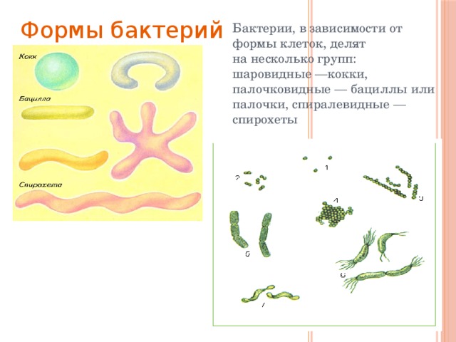 Формы бактерий Бактерии, в зависимости от формы клеток, делят на несколько групп: шаровидные —кокки, палочковидные — бациллы или палочки, спиралевидные — спирохеты
