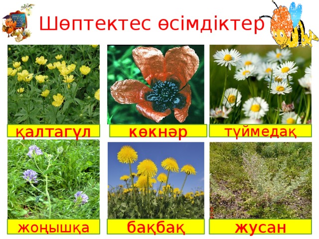 Шөптектес өсімдіктер қалтагүл көкнәр түймедақ жоңышқа бақбақ жусан