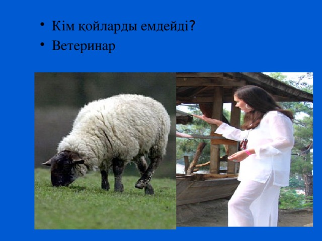 Кім қойларды емдейді ?  Ветеринар