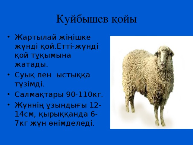 Куйбышев қойы