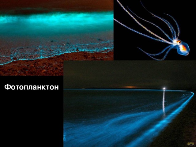 Фотопланктон