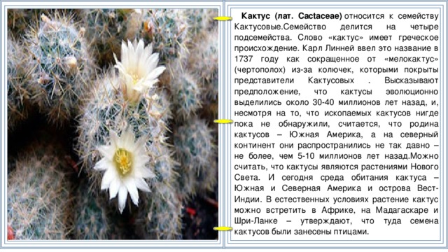 Кактус (лат. Cactaceae)  относится к семейству Кактусовые.Семейство делится на четыре подсемейства. Слово «кактус» имеет греческое происхождение. Карл Линней ввел это название в 1737 году как сокращенное от «мелокактус» (чертополох) из-за колючек, которыми покрыты представители Кактусовых . Высказывают предположение, что кактусы эволюционно выделились около 30-40 миллионов лет назад, и, несмотря на то, что ископаемых кактусов нигде пока не обнаружили, считается, что родина кактусов – Южная Америка, а на северный континент они распространились не так давно – не более, чем 5-10 миллионов лет назад.Можно считать, что кактусы являются растениями Нового Света. И сегодня среда обитания кактуса – Южная и Северная Америка и острова Вест-Индии. В естественных условиях растение кактус можно встретить в Африке, на Мадагаскаре и Шри-Ланке – утверждают, что туда семена кактусов были занесены птицами.