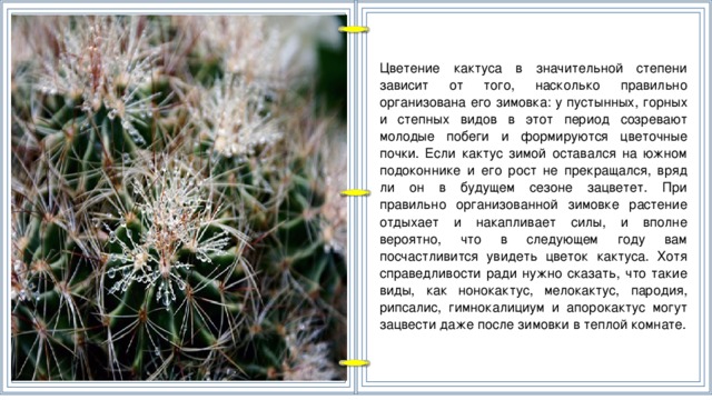 Цветение кактуса в значительной степени зависит от того, насколько правильно организована его зимовка: у пустынных, горных и степных видов в этот период созревают молодые побеги и формируются цветочные почки. Если кактус зимой оставался на южном подоконнике и его рост не прекращался, вряд ли он в будущем сезоне зацветет. При правильно организованной зимовке растение отдыхает и накапливает силы, и вполне вероятно, что в следующем году вам посчастливится увидеть цветок кактуса. Хотя справедливости ради нужно сказать, что такие виды, как нонокактус, мелокактус, пародия, рипсалис, гимнокалициум и апорокактус могут зацвести даже после зимовки в теплой комнате.