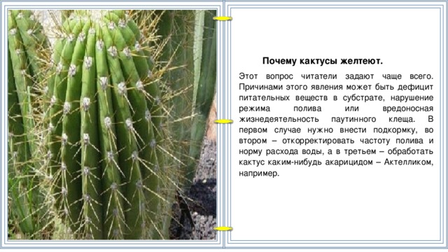 Почему кактусы желтеют. Этот вопрос читатели задают чаще всего. Причинами этого явления может быть дефицит питательных веществ в субстрате, нарушение режима полива или вредоносная жизнедеятельность паутинного клеща. В первом случае нужно внести подкормку, во втором – откорректировать частоту полива и норму расхода воды, а в третьем – обработать кактус каким-нибудь акарицидом – Актелликом, например.