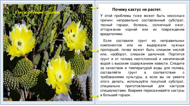 Почему кактус не растет. У этой проблемы тоже может быть несколько причин: неправильно составленный субстрат, тесный горшок, болезнь, солнечный ожог, отторжение корней или их повреждение вредителями. Если составили грунт из неправильных компонентов или не выдержали нужных пропорций, почва может быть слишком кислой или, наоборот, слишком щелочной. Портится грунт и от полива неотстоянной и некипяченой водой с высоким содержанием извести. Следите за качеством и температурой воды для полива, составляйте грунт в соответствии с требованиями культуры, а если вы не умеете этого делать, используйте покупной субстрат, специально приготовленный для кактусов специалистами. Вовремя пересаживайте кактусы в больший горшок. Кактус опунция (Opuntia)