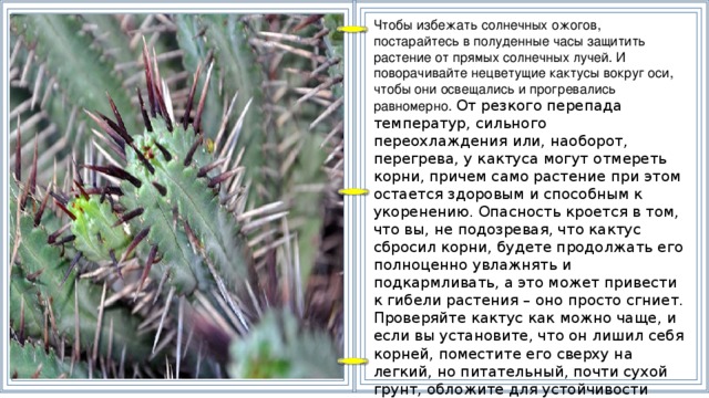 Чтобы избежать солнечных ожогов, постарайтесь в полуденные часы защитить растение от прямых солнечных лучей. И поворачивайте нецветущие кактусы вокруг оси, чтобы они освещались и прогревались равномерно.  От резкого перепада температур, сильного переохлаждения или, наоборот, перегрева, у кактуса могут отмереть корни, причем само растение при этом остается здоровым и способным к укоренению. Опасность кроется в том, что вы, не подозревая, что кактус сбросил корни, будете продолжать его полноценно увлажнять и подкармливать, а это может привести к гибели растения – оно просто сгниет. Проверяйте кактус как можно чаще, и если вы установите, что он лишил себя корней, поместите его сверху на легкий, но питательный, почти сухой грунт, обложите для устойчивости камешками, защитите от прямых солнечных лучей, и опрыскайте водой первый раз через три дня. Поливать кактус без корней опасно.