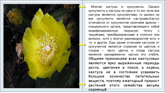 Многие кактусы и суккуленты. Однако суккуленты и кактусы не одно и то же: если все кактусы являются суккулентами, то далеко не все суккуленты являются кактусами.Кактус отличается от суккулентов наличием ареолы – специального органа, представляющего собой модифицированную пазушную почку с чешуйками, преобразованными в колючки или волоски, хотя у многих разновидностей есть и то, и другое. Еще одним отличием кактусов от суккулентов является строение их цветков и плодов – часть цветка и плода кактуса является одновременно частью его стебля. Общими признаками всех кактусовых являются ярко выраженные периоды роста, цветения и покоя, а корень кактуса не в состоянии усваивать большое количество питательных веществ, поэтому ежегодный прирост растений этого семейства весьма скромный