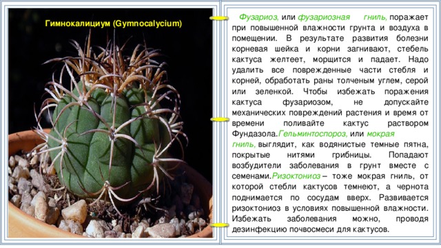 Фузариоз,  или  фузариозная гниль,  поражает при повышенной влажности грунта и воздуха в помещении. В результате развития болезни корневая шейка и корни загнивают, стебель кактуса желтеет, морщится и падает. Надо удалить все поврежденные части стебля и корней, обработать раны толченым углем, серой или зеленкой. Чтобы избежать поражения кактуса фузариозом, не допускайте механических повреждений растения и время от времени поливайте кактус раствором Фундазола. Гельминтоспороз,  или  мокрая гниль,  выглядит, как водянистые темные пятна, покрытые нитями грибницы. Попадают возбудители заболевания в грунт вместе с семенами. Ризоктониоз  – тоже мокрая гниль, от которой стебли кактусов темнеют, а чернота поднимается по сосудам вверх. Развивается ризоктониоз в условиях повышенной влажности. Избежать заболевания можно, проводя дезинфекцию почвосмеси для кактусов. Гимнокалициум (Gymnocalycium)