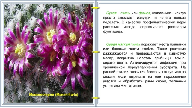 Сухая гниль,  или  фомоз,  неизлечим: кактус просто высыхает изнутри, и ничего нельзя поделать. В качестве профилактической меры растения иногда опрыскивают раствором фунгицида.   Серая мягкая гниль  поражает места прививки или боковые части стебля. Ткани растения разжижаются и превращаются в кашистую массу, покрытую налетом грибницы темно-серого цвета. Активизируется инфекция при хроническом переувлажнении субстрата. На ранней стадии развития болезни кактус можно спасти, если вырезать на нем пораженные участки и обработать раны серой, толченым углем или Нистатином. Маммиллярия (Mammillaria)