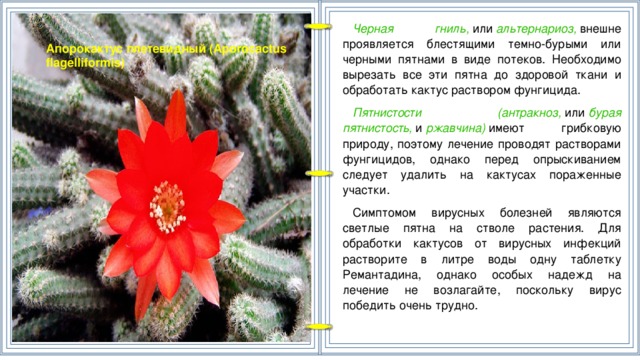 Черная гниль,  или  альтернариоз,  внешне проявляется блестящими темно-бурыми или черными пятнами в виде потеков. Необходимо вырезать все эти пятна до здоровой ткани и обработать кактус раствором фунгицида. Пятнистости (антракноз,  или  бурая пятнистость,  и  ржавчина)  имеют грибковую природу, поэтому лечение проводят растворами фунгицидов, однако перед опрыскиванием следует удалить на кактусах пораженные участки. Симптомом вирусных болезней являются светлые пятна на стволе растения. Для обработки кактусов от вирусных инфекций растворите в литре воды одну таблетку Ремантадина, однако особых надежд на лечение не возлагайте, поскольку вирус победить очень трудно. Апорокактус плетевидный (Aporocactus flagelliformis)