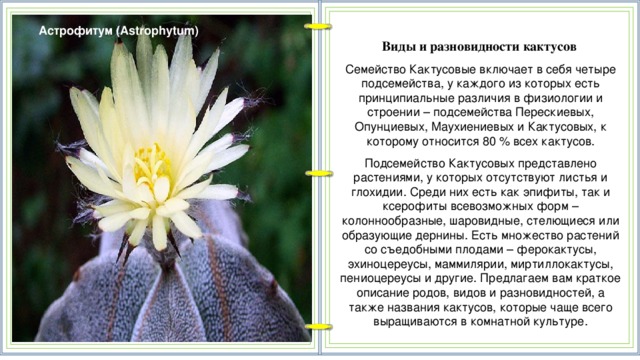 Астрофитум (Astrophytum) Виды и разновидности кактусов  Семейство Кактусовые включает в себя четыре подсемейства, у каждого из которых есть принципиальные различия в физиологии и строении – подсемейства Перескиевых, Опунциевых, Маухиениевых и Кактусовых, к которому относится 80 % всех кактусов. Подсемейство Кактусовых представлено растениями, у которых отсутствуют листья и глохидии. Среди них есть как эпифиты, так и ксерофиты всевозможных форм – колоннообразные, шаровидные, стелющиеся или образующие дернины. Есть множество растений со съедобными плодами – ферокактусы, эхиноцереусы, маммилярии, миртиллокактусы, пениоцереусы и другие. Предлагаем вам краткое описание родов, видов и разновидностей, а также названия кактусов, которые чаще всего выращиваются в комнатной культуре.