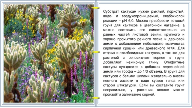 Субстрат кактусам нужен рыхлый, пористый, водо- и воздухопроницаемый, слабокислой реакции – pH 6,0. Можно приобрести готовый грунт для кактусов в цветочном магазине, а можно составить его самостоятельно из равных частей листовой земли, крупного и хорошо промытого речного песка и дерновой земли с добавлением небольшого количества кирпичной крошки или древесного угля. Для старых и столбовидных кактусов, а так же для растений с реповидным корнем в грунт добавляют нежирную глину. Эпифитные кактусы нуждаются в добавках перегнойной земли или торфа – до 1/3 объема. В грунт для кактусов с белыми шипами желательно внести немного извести в виде кусков гипса или старой штукатурки. Если вы составите грунт неправильно, у растения вполне может произойти загнивание корней.