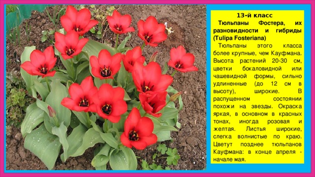 13-й класс Тюльпаны Фостера, их разновидности и гибриды (Tulipa Fosteriana) Тюльпаны этого класса более крупные, чем Кауфмана. Высота растений 20-30 см, цветки бокаловидной или чашевидной формы, сильно удлиненные (до 12 см в высоту), широкие. В распущенном состоянии похожи на звезды. Окраска яркая, в основном в красных тонах, иногда розовая и желтая. Листья широкие, слегка волнистые по краю. Цветут позднее тюльпанов Кауфмана: в конце апреля - начале мая.