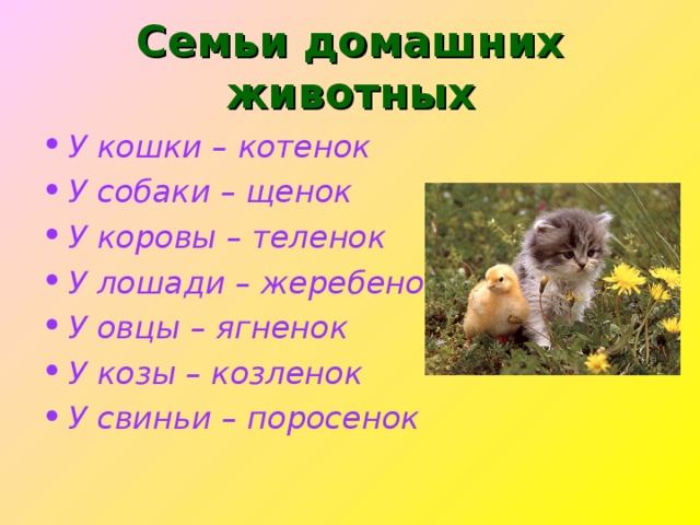 Семьи домашних животных