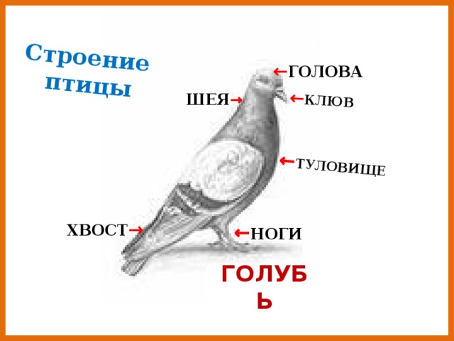 ← КЛЮВ ← ТУЛОВИЩЕ Строение птицы ← ГОЛОВА ШЕЯ → ХВОСТ → ← НОГИ ГОЛУБЬ