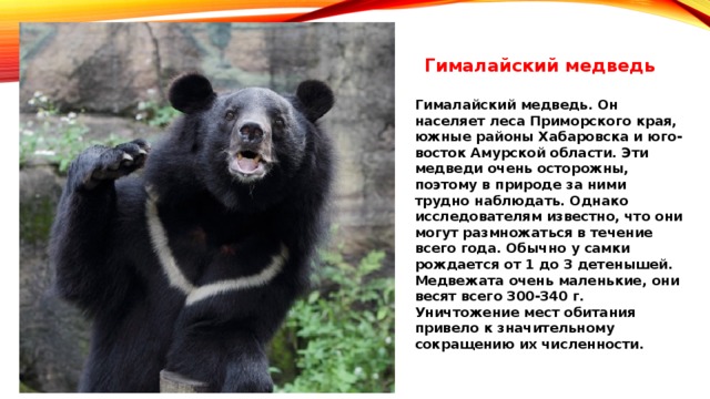 Гималайский медведь Гималайский медведь. Он населяет леса Приморского края, южные районы Хабаровска и юго-восток Амурской области. Эти медведи очень осторожны, поэтому в природе за ними трудно наблюдать. Однако исследователям известно, что они могут размножаться в течение всего года. Обычно у самки рождается от 1 до 3 детенышей. Медвежата очень маленькие, они весят всего 300-340 г. Уничтожение мест обитания привело к значительному сокращению их численности.