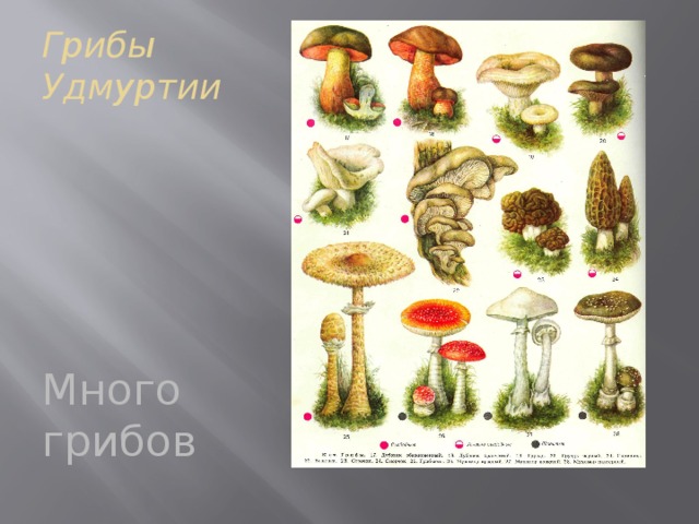 Грибы Удмуртии Много грибов