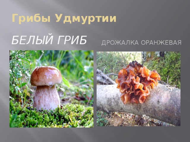 Грибы Удмуртии Белый гриб  дрожалка оранжевая