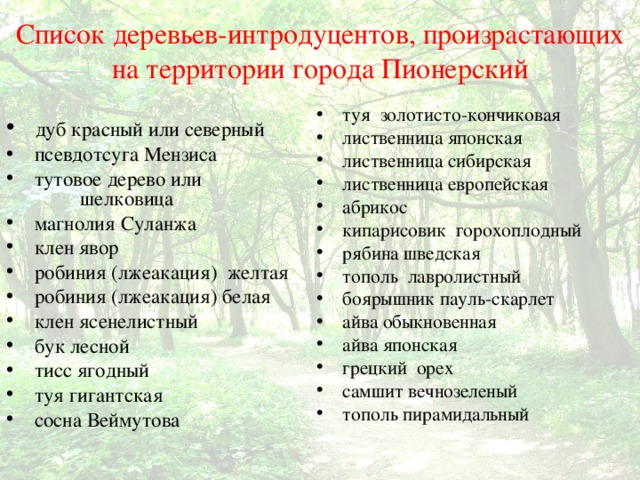 Список деревьев-интродуцентов, произрастающих на территории города Пионерский