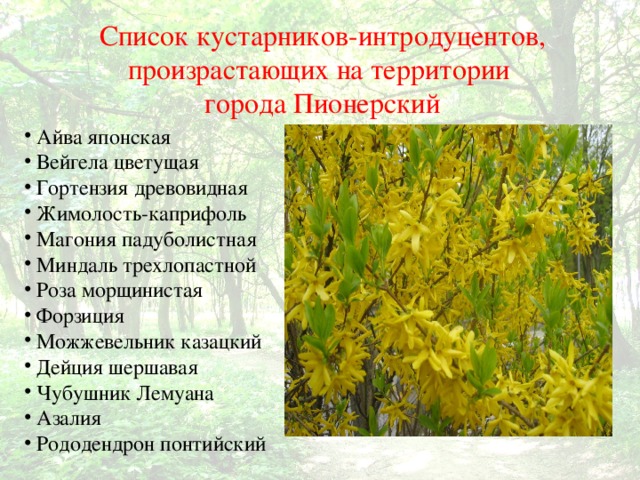 Список кустарников-интродуцентов, произрастающих на территории города Пионерский