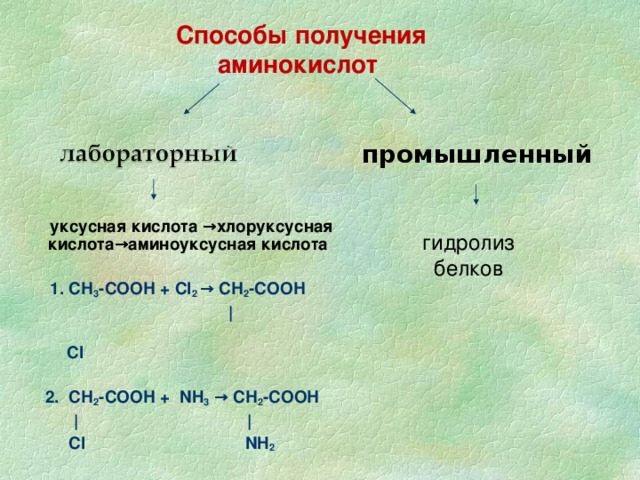Способы получения аминокислот промышленный  уксусная кислота →хлоруксусная кислота→аминоуксусная кислота   1. СН 3 -СООН + С l 2  → СН 2 -СООН  |       Cl   2. СН 2 -СООН +  NH 3  → СН 2 -СООН  |  |   С l  NH 2  гидролиз белков