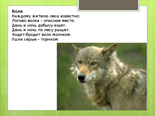Волк  Каждому жителю леса известно:  Логово волка – опасное место.  День и ночь добычу ищет,  День и ночь по лесу рыщет.  Ходит-бродит волк молчком.  Ушки серые – торчком.