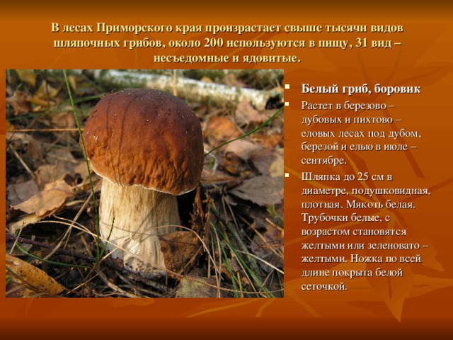 В лесах Приморского края произрастает свыше тысячи видов шляпочных грибов, около 200 используются в пищу, 31 вид – несъедомные и ядовитые.
