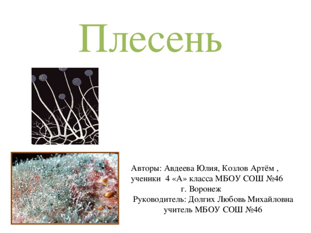 Плесень  Авторы: Авдеева Юлия, Козлов Артём ,  ученики 4 «А» класса МБОУ СОШ №46  г. Воронеж Руководитель: Долгих Любовь Михайловна учитель МБОУ СОШ №46