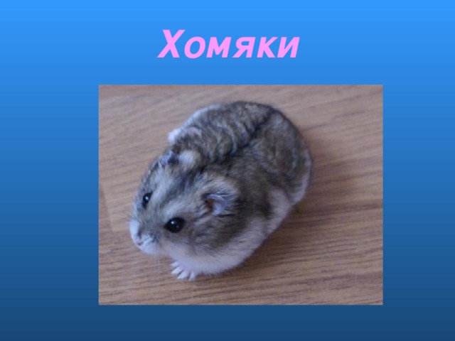 Хомяки