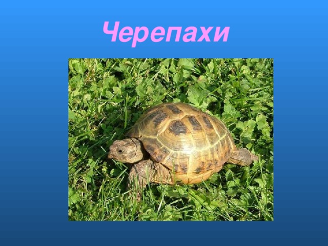 Черепахи