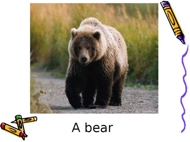 A bear