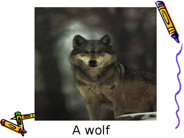 A wolf