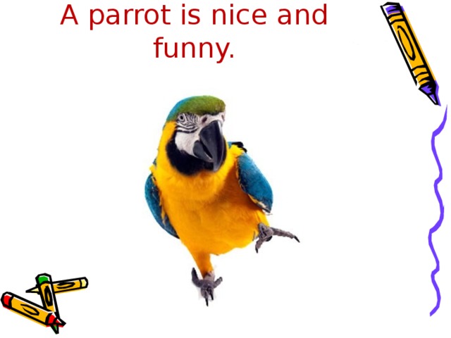 A parrot is nice and funny.