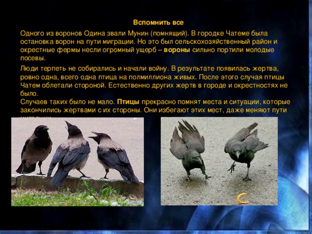 Вспомнить все Одного из воронов Одина звали Мунин (помнящий). В городке Чатеме была остановка ворон на пути миграции. Но это был сельскохозяйственный район и окрестные фермы несли огромный ущерб –  вороны  сильно портили молодые посевы. Люди терпеть не собирались и начали войну. В результате появилась жертва, ровно одна, всего одна птица на полмиллиона живых. После этого случая птицы Чатем облетали стороной. Естественно других жертв в городе и окрестностях не было.  Случаев таких было не мало.  Птицы  прекрасно помнят места и ситуации, которые закончились жертвами с их стороны. Они избегают этих мест, даже меняют пути миграции.  