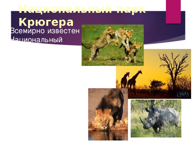 Национальный парк Крюгера  Всемирно известен Национальный парк имени Крюгера, в котором посетители туристы могут встретить буйволов, слонов, леопардов, львов, носорогов, которых именуют «большой пятёркой».