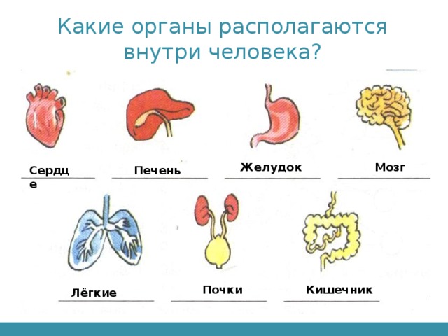 Какие органы располагаются внутри человека? Желудок Мозг Сердце Печень Почки Кишечник Лёгкие